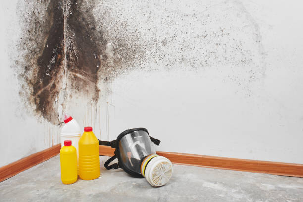 Best Post-Flood Mold Remediation in Springfield, SD